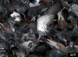 Ce sont des pigeons qui ont alerté une voisine... (Photo AFP)