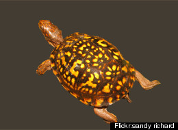 Montgomery County's box turtles, as well as salamanders and tadpoles, have been dying from Ranavirus, and researchers are trying to find out why. <a href=