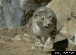 Snow Leopards are extremely rare