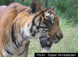 A new study by British researchers proves how the tigers get their stripes.