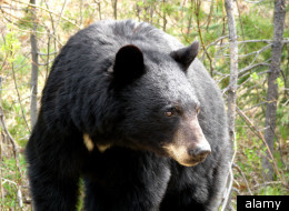 The clash between industry and wildlife in Alberta’s oil sands took a steep toll on black bears last year, with 145 of the animals killed by Fish and Wildlife conservation officers. (Alamy)