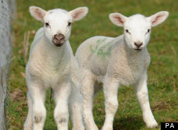 The Schmallenberg Virus Affects Newborn Livestock