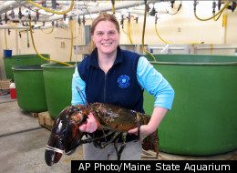 Maine State Aquarium Director Aimee Hayden-Rodriques holds a 27 pound, nearly 40 inch long, lobster caught by Robert Malone off the coast of Maine near Rockland, Maine on Feb. 17, 2012. The aquarium named the crustacean