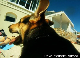 Dave Meinert decided to have a dog named Lemon shoot his own music video. Whether he can edit it is a different story.