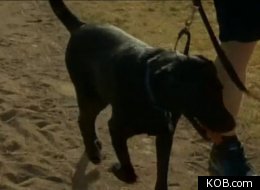 Buddy, Thomas Tolbert's dog that's registered to vote in New Mexico.