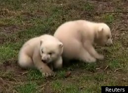 A pair of Dutch polar bears make their debut