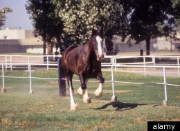 A federal grand jury has returned a 52-count indictment against for individuals for allegedly soring horses.