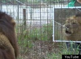 A lion reacts to its own reflection at Big Cat Rescue animal sanctuary in Tampa, Fla.