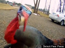 Godzilla the turkey drops his first fresh beat.