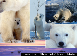 There's snow business like waking up... baby bears come out of hibernation