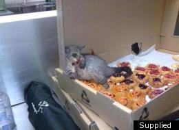 Fit to burst: This picture of a possum slumped in a box of pastries has gone viral