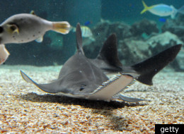The snout of a sawfish has a multitude of functions.