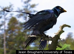 Artist's illustration of a microraptor with iridescent plumage