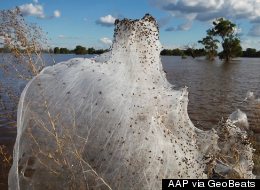 Spiders took over Wagga Wagga!