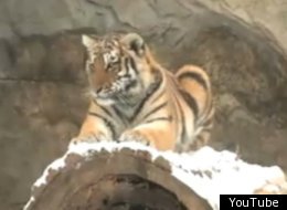 There's nothing cuter than animals playing in the snow.