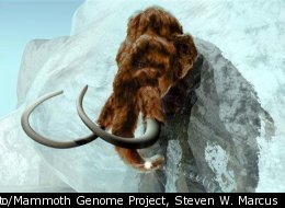 In this computer-generated handout by ExhibitEase LLC, a woolly mammoth makes its way out of a large block of ice.