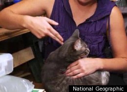 Doomsday prepper Megan Hurwitt explains what she will do to her cat if the world ends.