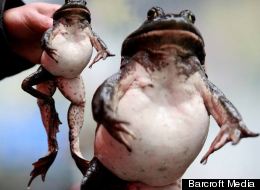 The five-legged bull frog