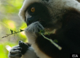 'Madagascar, Lemurs and Spies' is on BBC2 on Thursday 15 March, and available on iPlayer