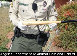 Authorities in California say a teen has confessed to the brutal beating death of three two-week-old kittens.