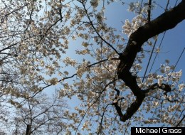 The cherry blossoms in the Kenwood subdivision in Bethesda, Md., were nearing peak bloom this past weekend.
