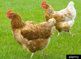 Chickens to blame for UTIs?