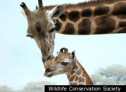 A baby girl giraffe is to make her debut next week at the Wildlife Conservation Society's Bronx Zoo.