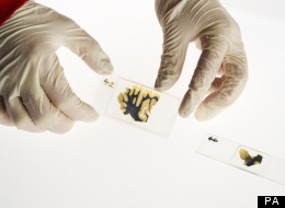 Slices of famed scientist Albert Einstein will be on display at the Wellcome Gallery