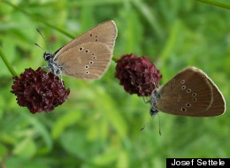 The threatened dusky blue butterfly, a species that lives part of its life with ants.