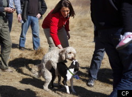 Alberta Wildrose Party leader Danielle Smith found herself in a compromising photo involving her two dogs expressing their romantic desires for each other.