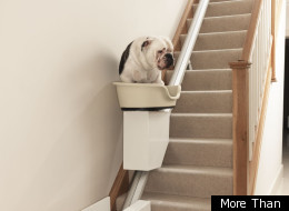 A dog sits on a chair lift as he slides up the stairs.