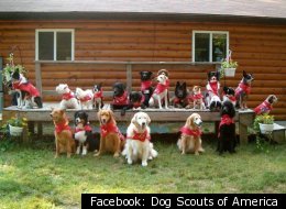 The Dog Scouts of America now have 38 troops spread out among 22 states.
