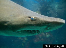 Joshua Holley, 28, was bitten by what he believes to be a tiger shark (not pictured) on April 3.