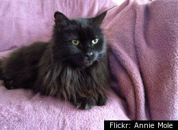 A long-haired black cat similar in appearance to Boots.
