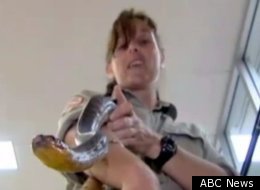 An airline executive says this snake popped out of a plane dashboard during a cargo run forcing the pilot to turned back to his north Australian base.