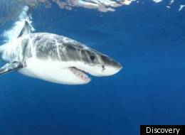 Discovery Channel announces return Of