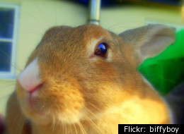 Easter jokes (file picture of a rabbit)