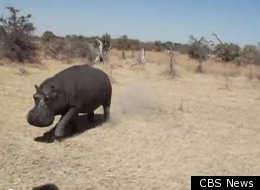 A hippo charges at a group of tourists on safari in Botswana.