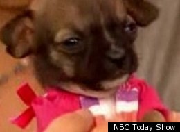 What might be the world's smallest dog is to become the face of a pet adoption campaign
