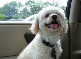 If one Tennessee bill passes, driving with Rover in your lap may get you a $50 fine and up to 30 days in jail. <a href=
