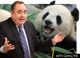 Not so black and white: panda ad deemed 'misleading'