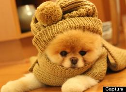 Une photo du chien Boo, postée sur sa page Facebook.