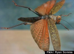 A locust with wings spread. <a href=