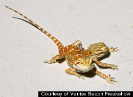 Jeckyl and Hyde is a two-headed, six-legged bearded dragon belonging to Todd Ray, who has the largest collection of multi-domed and multi-limbed animals in the world. Jeckyl eats, but Hyde only drinks.