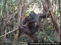 An orphaned orangutan tries to shake off a hunter’s trap clamped securely to his right hand