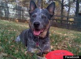 A man in Texas says that a police officer fatally shot his dog at point blank range.