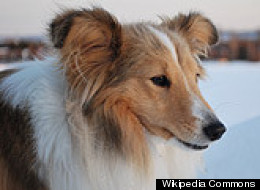 A Shetland Sheepdog, like the one pictured here, died after being speared with a broomstick Friday.