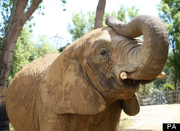 The elephant, known as Jumbo, killed the zookeeper on Wednesday