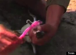 Workers at Nepal's Chitwan National Park crocodile farm must make sure the baby reptiles' teeth are clean.