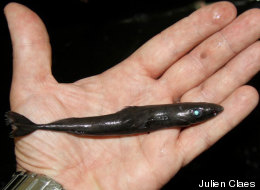The smalleye pygmy shark is one of the world's tiniest sharks, reaching no longer than 8.7 inches (22 centimeters).
